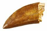 Carcharodontosaurus Tooth - Real Dinosaur Tooth #351685-1